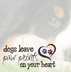 more adoption days coming soon